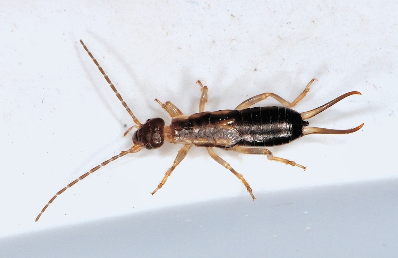 Forficula auricularia da Borella di Cesenatico